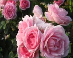 Other attractions include beautiful roses, alpine, rhododendrons, vegetable garden, shade garden, and flowery brook.